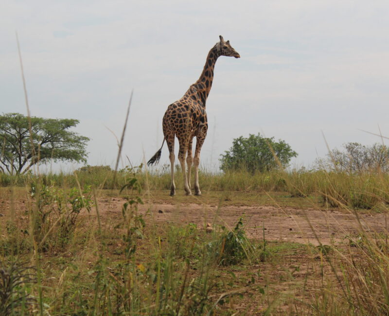 Murchison Falls Uganda Safari